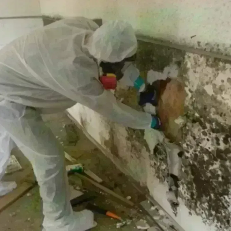 Mold Remediation and Removal in Lauderdale, MN